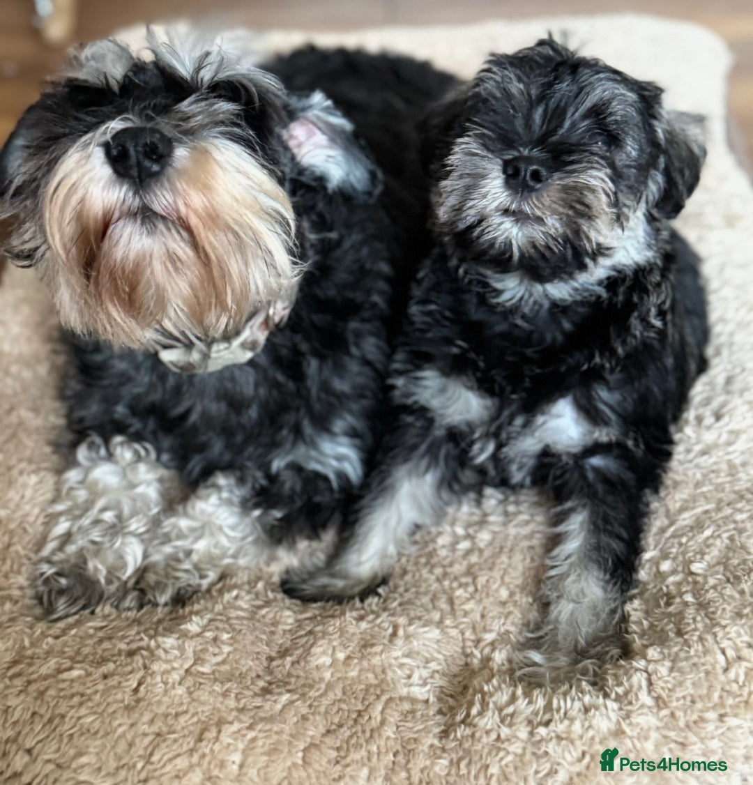 Miniature Schnauzer dogs for sale:  kc/Bva eye tested clear vet checked & certificate - Advert 2