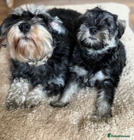 Miniature Schnauzer dogs kc/Bva eye tested clear vet checked & certificate - Advert 9