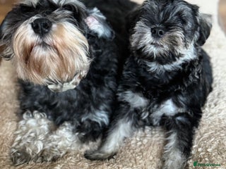 Miniature Schnauzer dogs kc/Bva eye tested clear vet checked & certificate - Advert 5