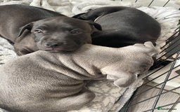 Staffordshire Bull Terrier dogs for sale: Sold  - Image 15