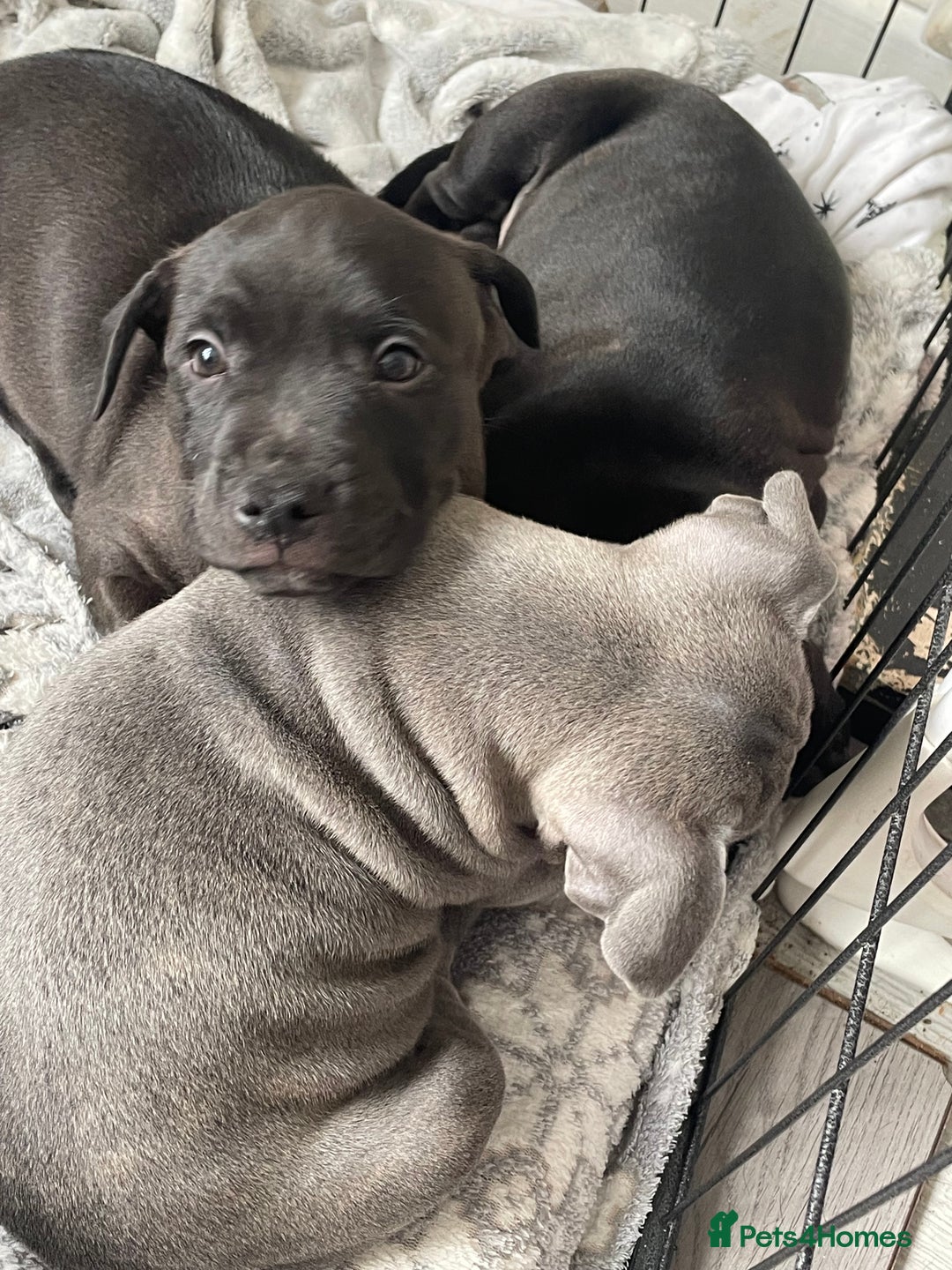 Staffordshire Bull Terrier dogs for sale: Sold  - Image 15