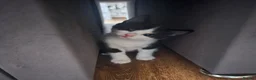 Mixed Breed cats for sale: Adorable Black & White Kittens for Sale 🐾 - Advert 7