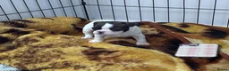 French Bulldog dogs for sale: Beautiful French bulldog puppies-surprise litter - Advert 9