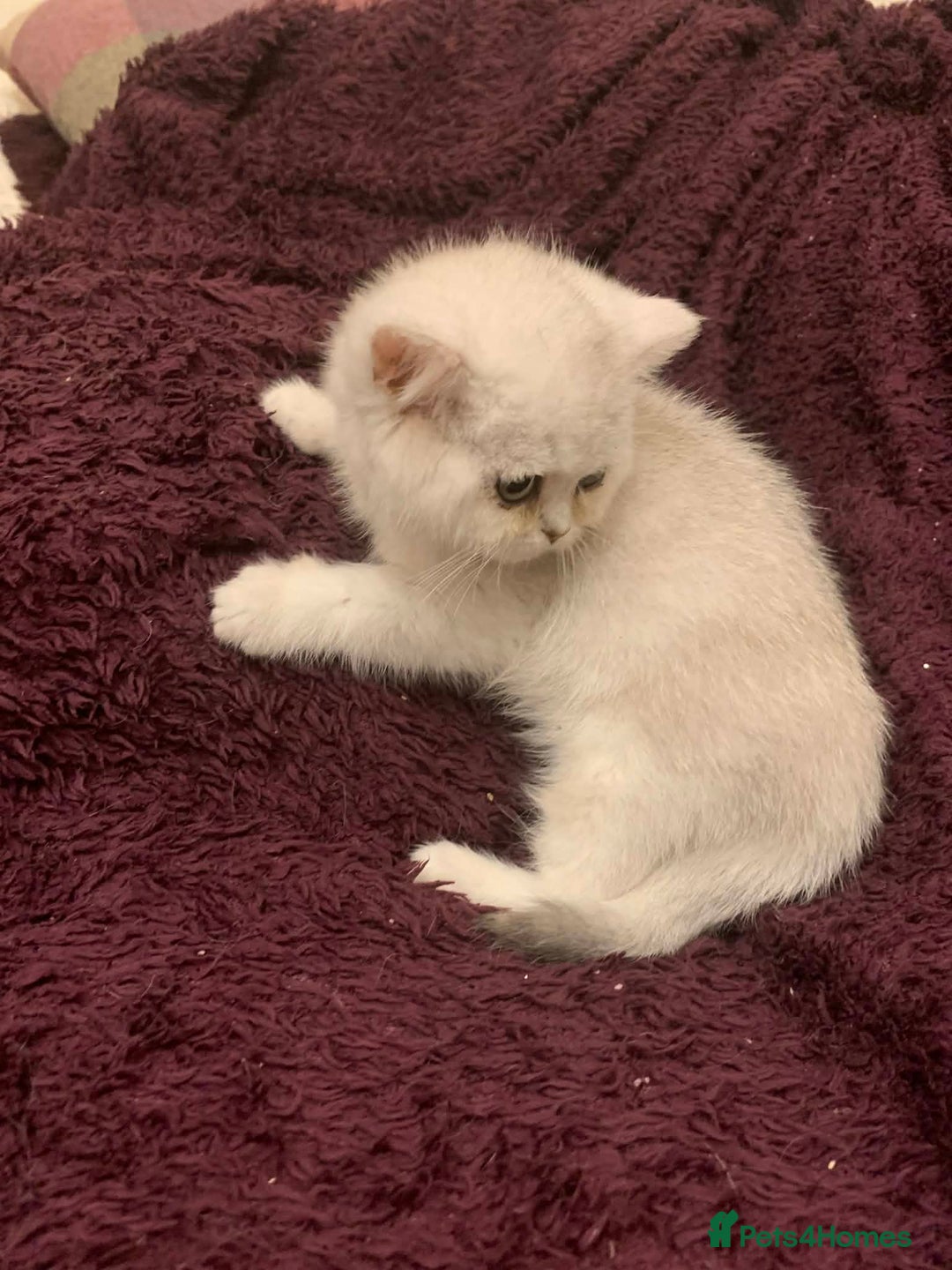 British Shorthair cats for sale: BSH Silver Shaded ( chinchilla) girl  - Advert 4