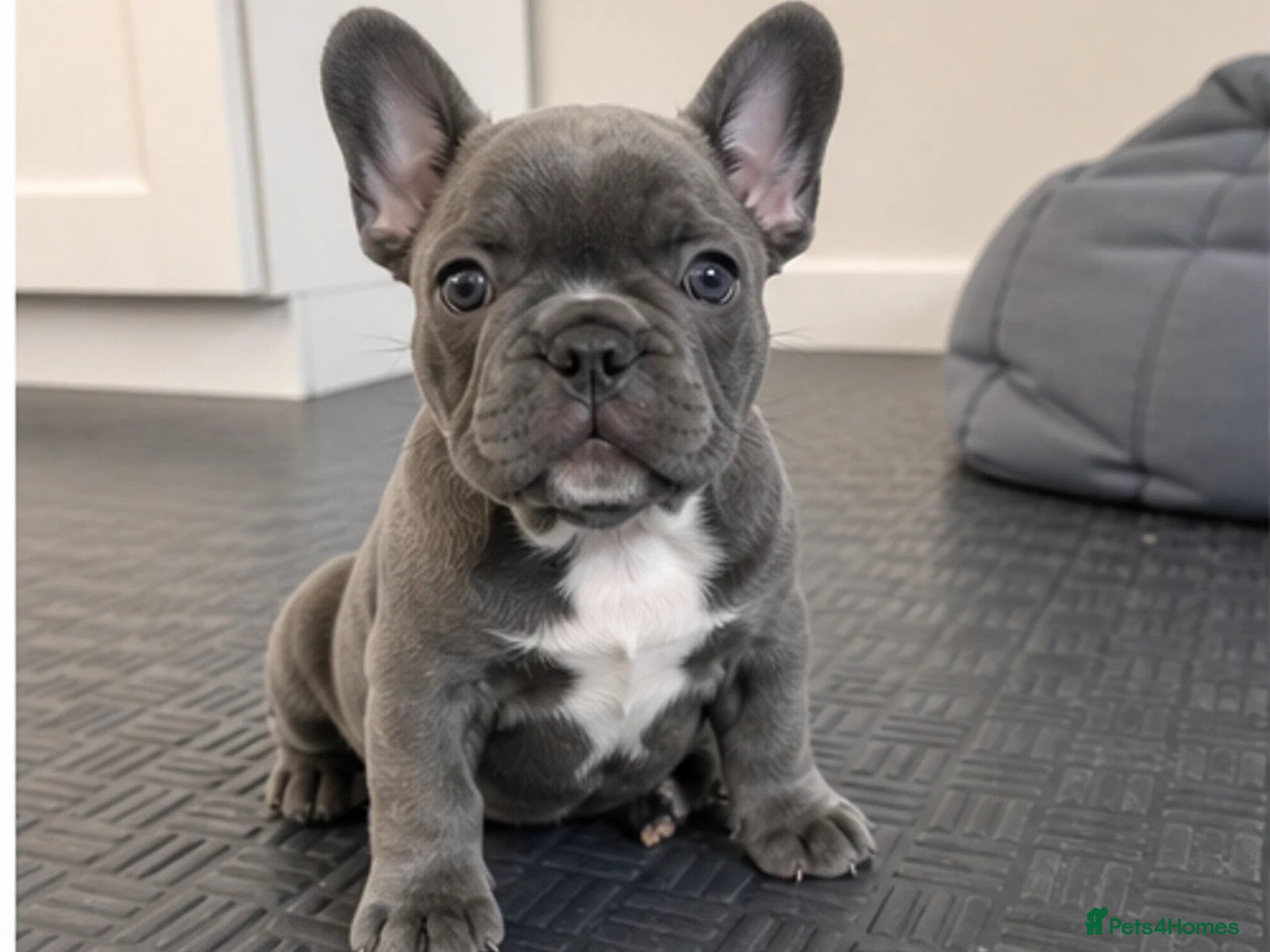 French Bulldog dogs Lovely KC Registered French Bulldog Puppy - Advert 1