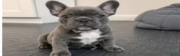 French Bulldog dogs for sale: Lovely KC Registered French Bulldog Puppy in London - Advert 1