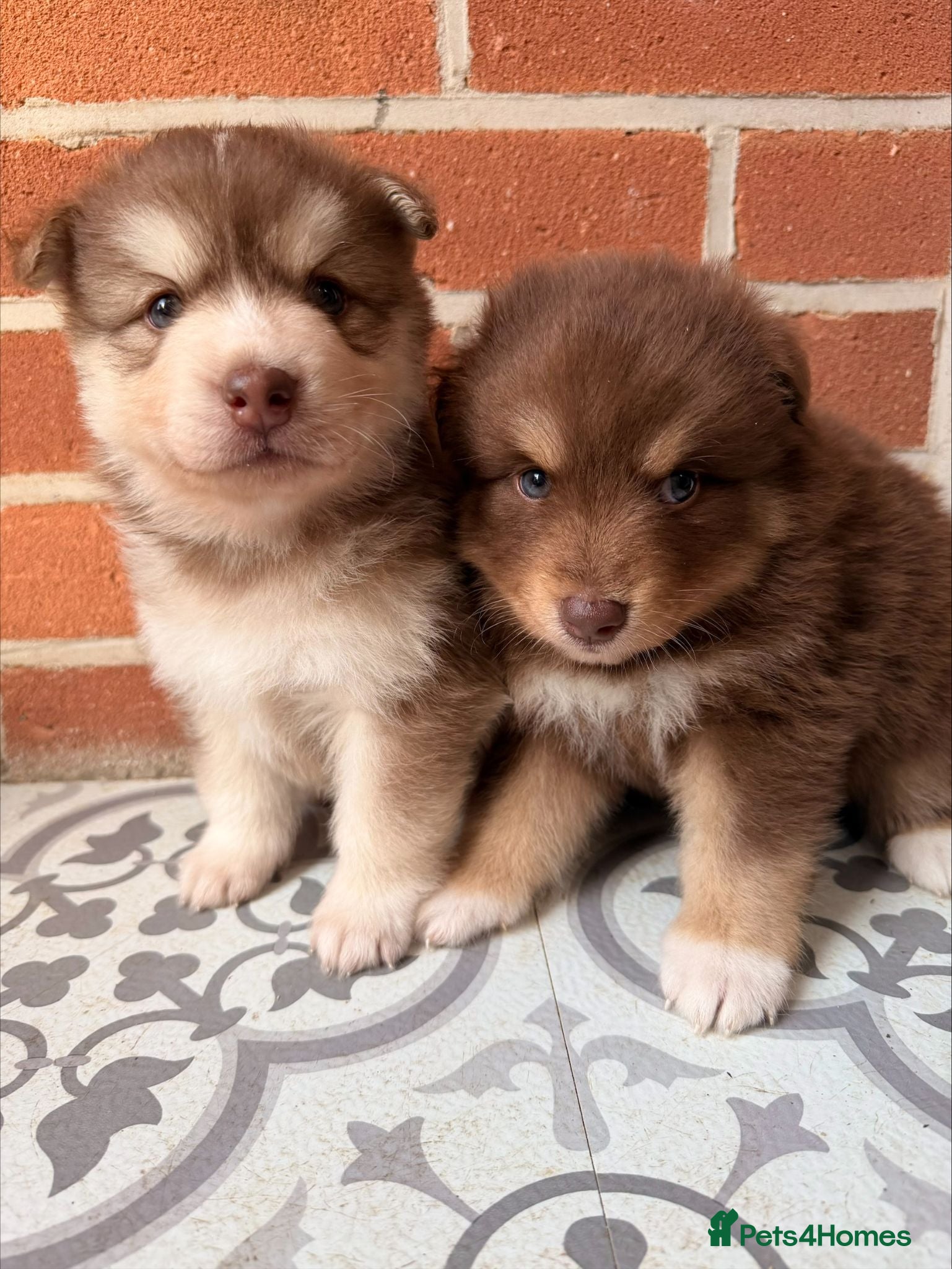 Pomsky dogs 🇺🇸 Lines F3 Chocolate Pomskies Health Tested - Advert 11
