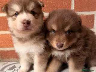 Pomsky dogs 🇺🇸 Lines F3 Chocolate Pomskies Health Tested - Advert 11