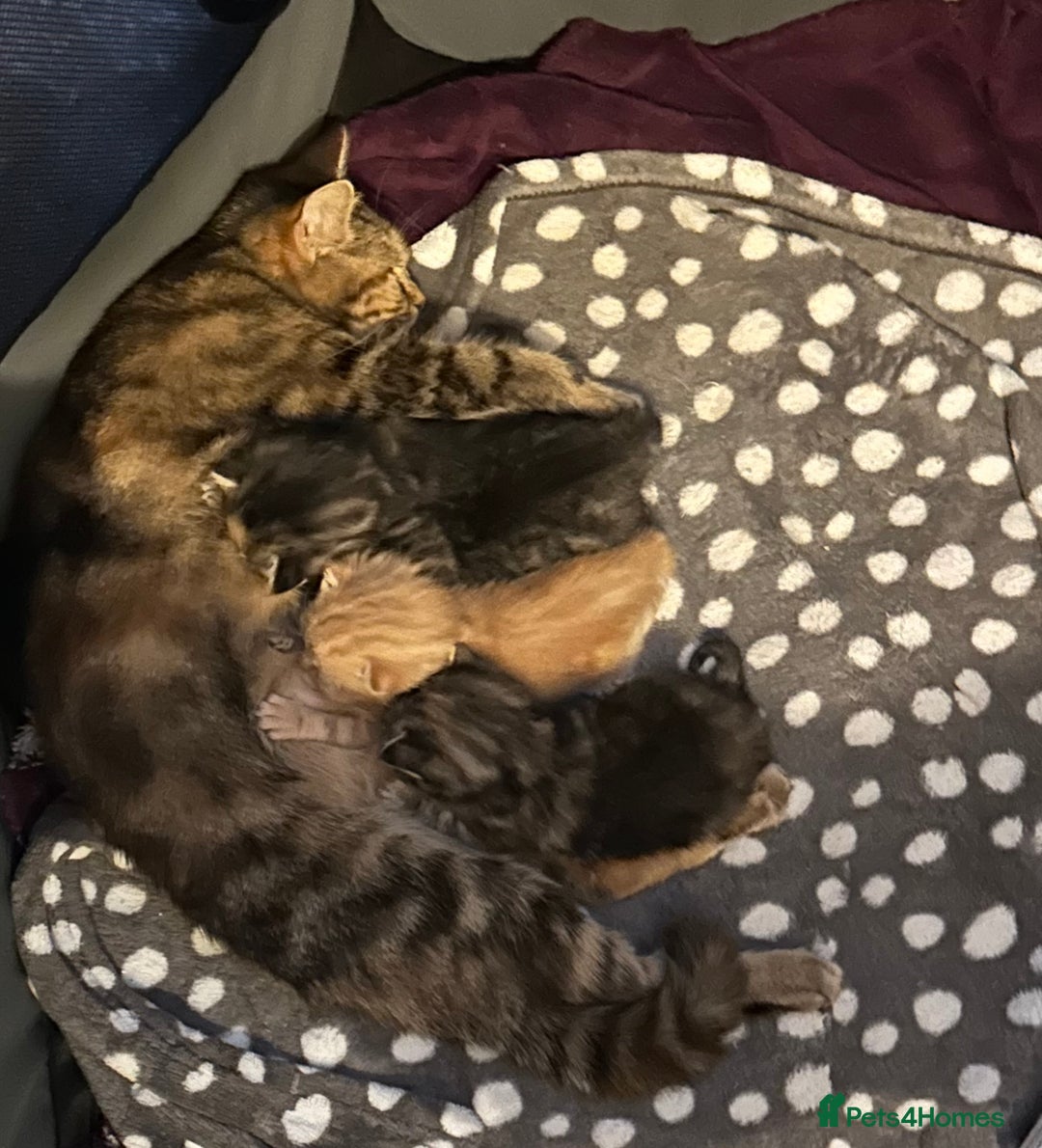 Domestic Shorthair cats for sale: 4 beautiful kittens, 2 boys and 2 girls - Image 10