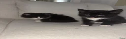 American Shorthair cats for sale: Last loving girl ready for her forever home  - Advert 9