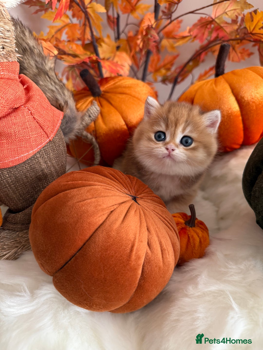 British Shorthair cats for sale: Golden British Shorthair  - Image 18