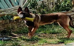 Belgian Shepherd Dog dogs for sale: Looking for a working home  - Image 2