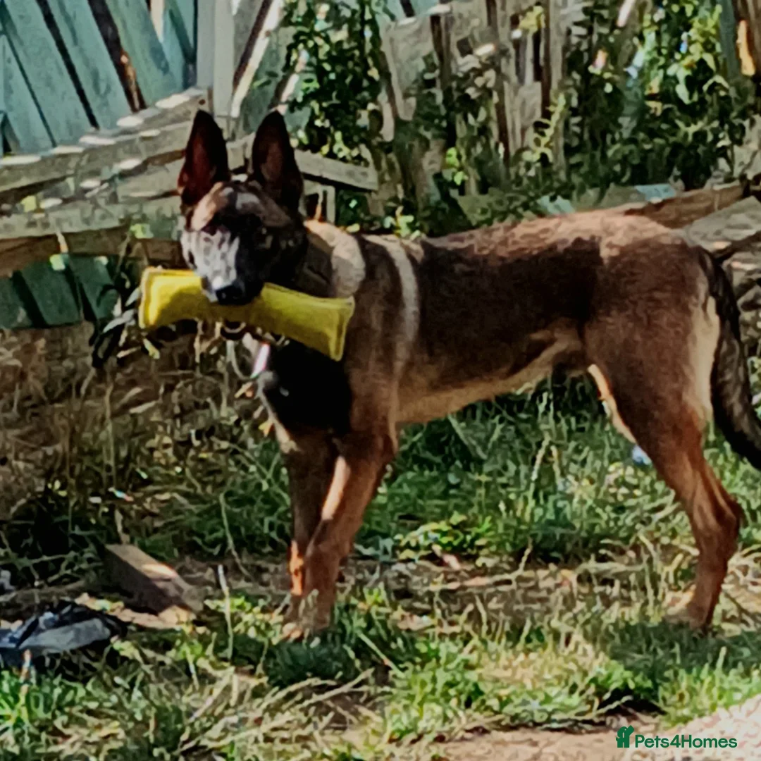 Belgian Shepherd Dog dogs for sale: Looking for a working home  - Image 2