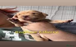 Labrador Retriever dogs for sale: Girl & Boy beautiful lab pups With paperwork  - Image 27