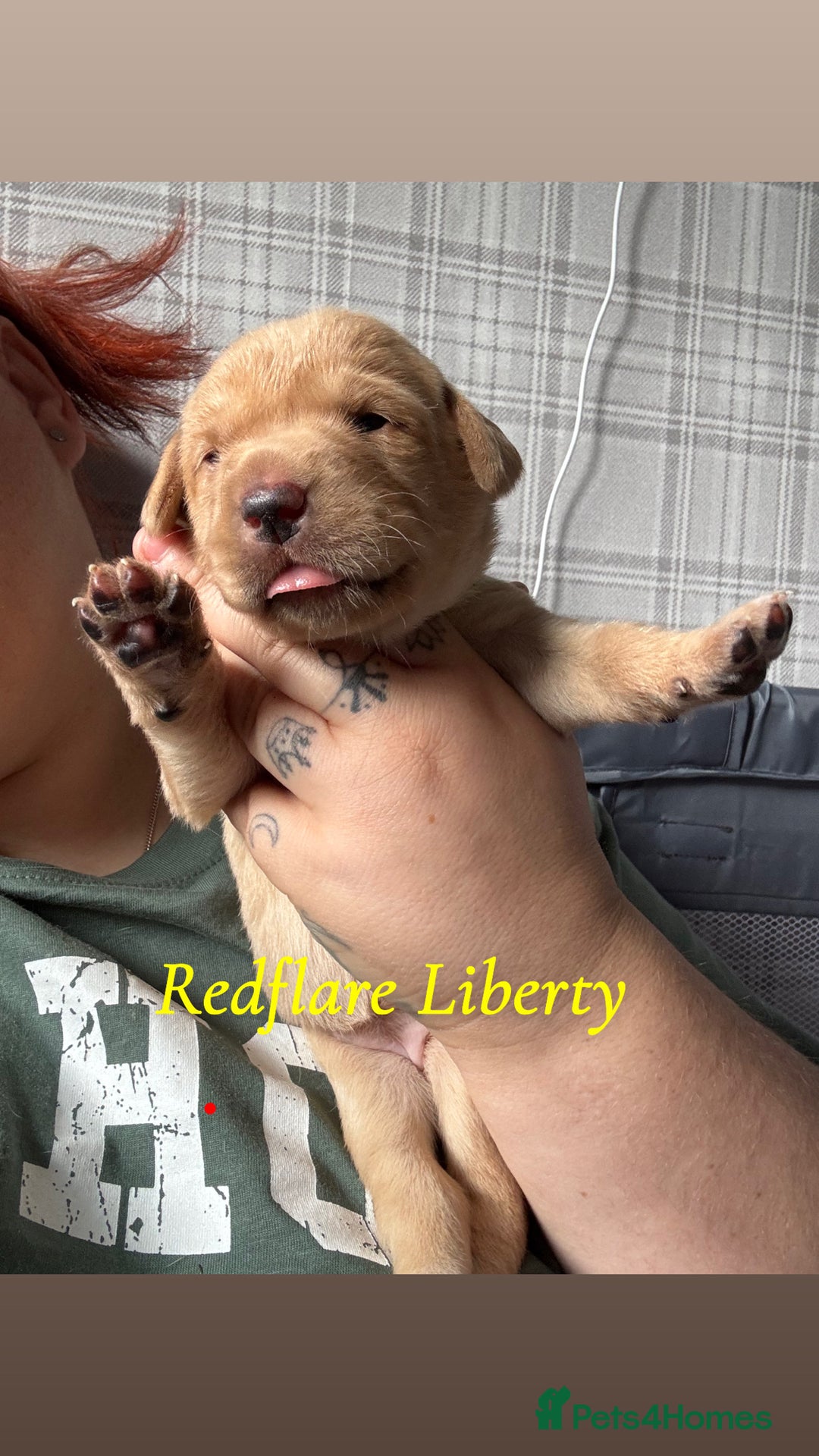 Labrador Retriever dogs for sale: Girl & Boy beautiful lab pups With paperwork  - Image 27
