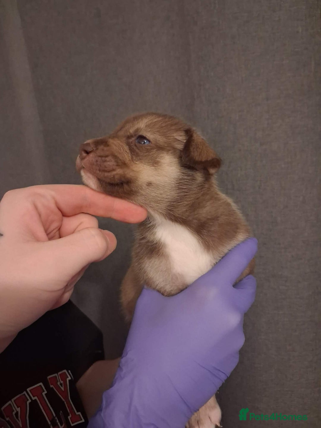 Mixed Breed dogs for sale: Agouti Husky Cross puppies  - Advert 10