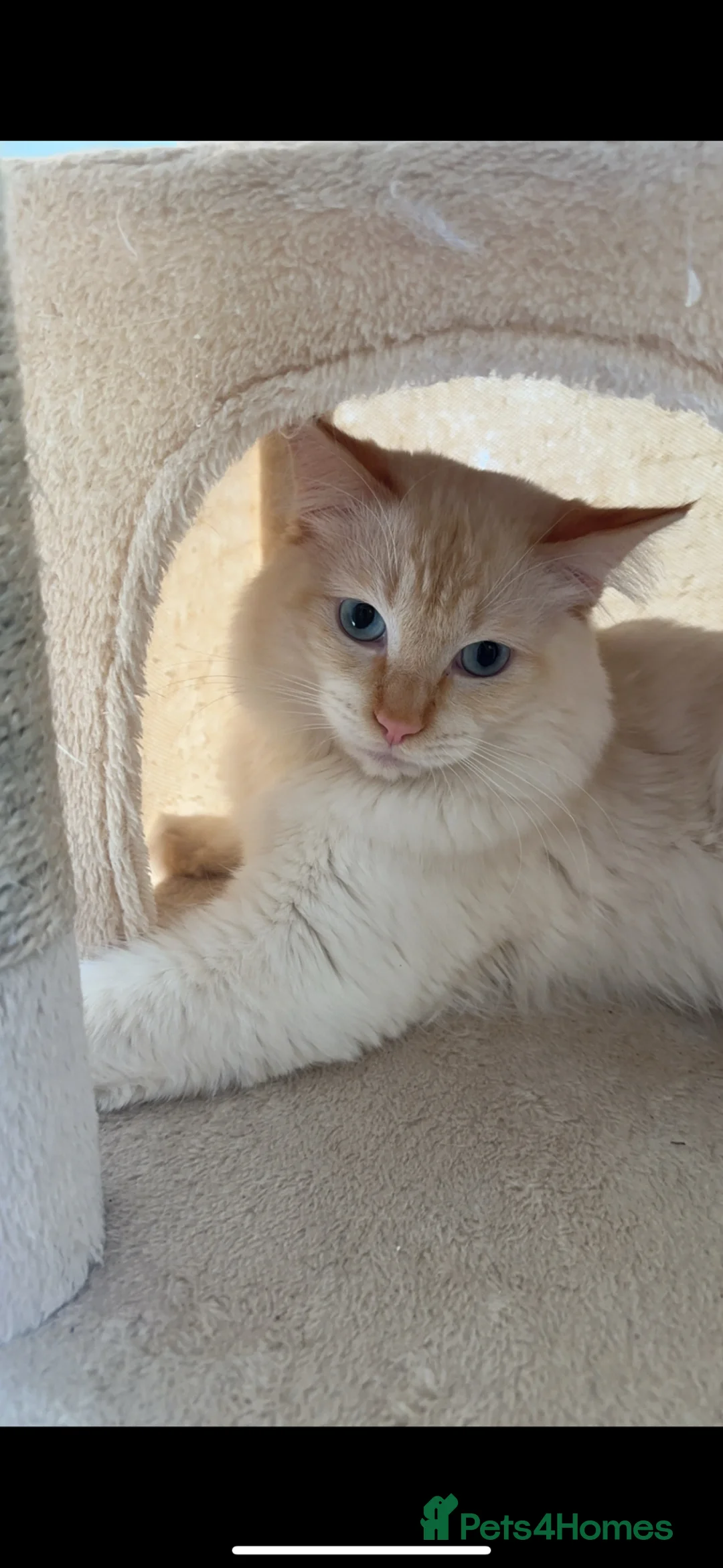 Ragdoll cats for stud: Flamepoint ragdoll stud - Advert 2