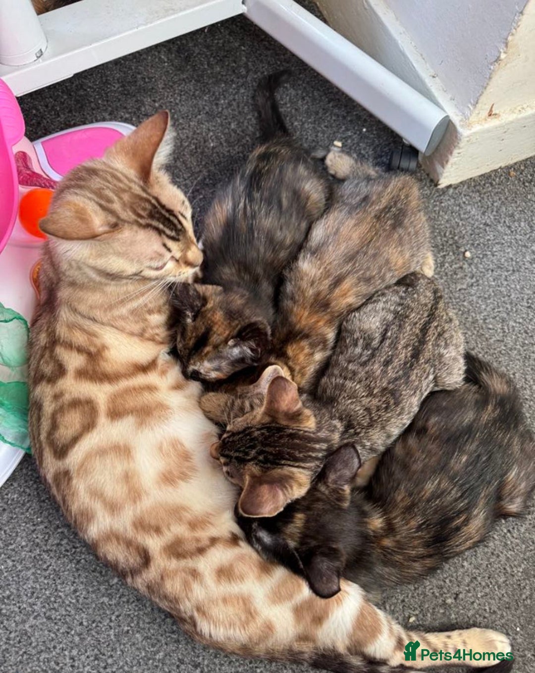 Bengal cats for sale: Cute 14-Week Bengal Kitten - Full Setup Included! - Image 9