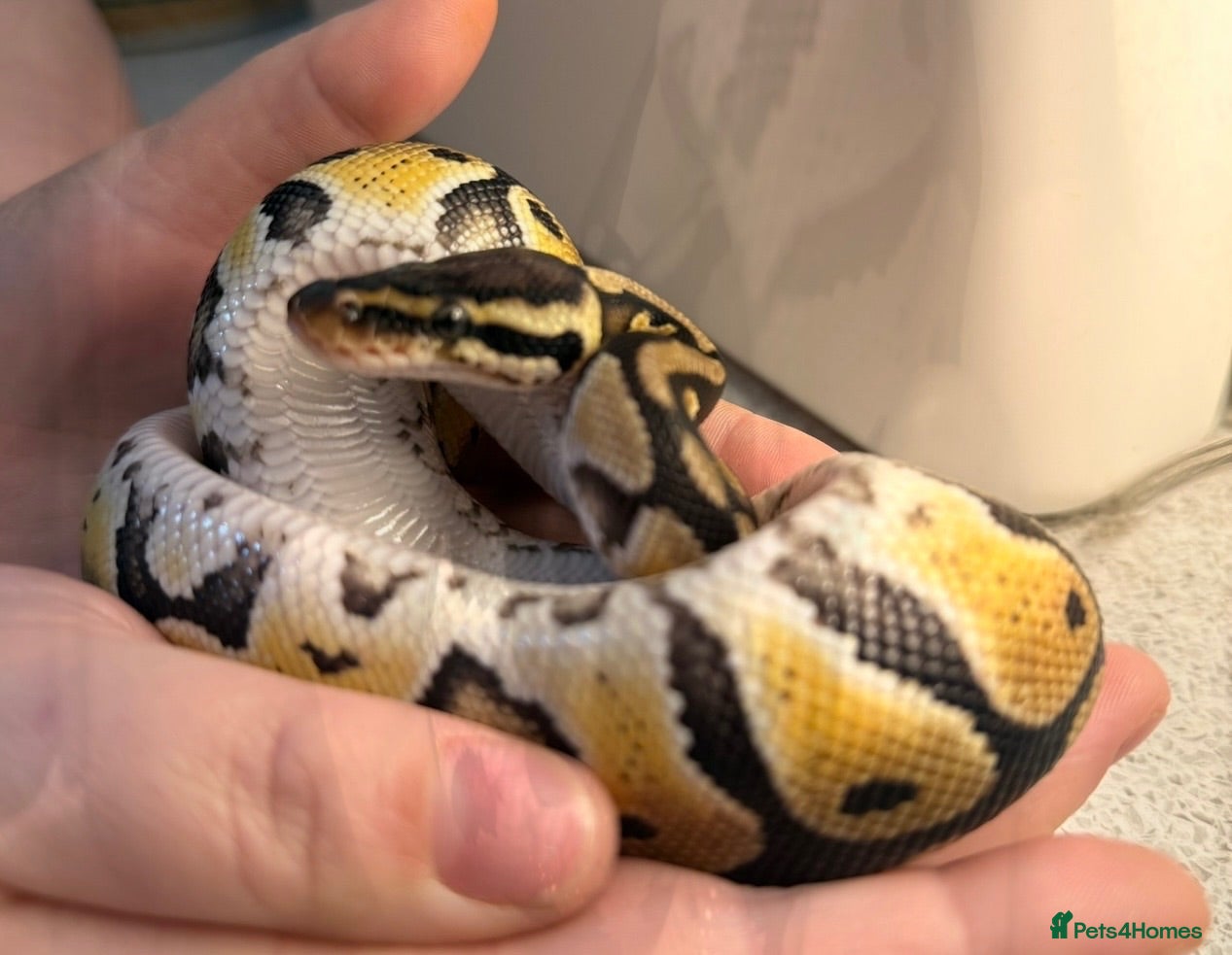Python Snake reptiles Royal ball python  - Advert 2