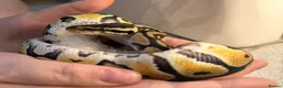 Python Snake reptiles for sale: Royal ball python  - Advert 1