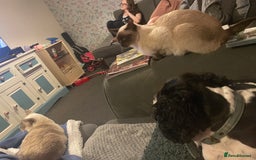 Siamese cats for sale: 7 years old  - Advert 2