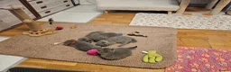 British Shorthair cats for sale: Blue&Lilac British Shorthair  - Advert 6