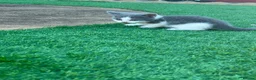 Mixed Breed cats for sale: BSH mixed breed kittens - Advert 17