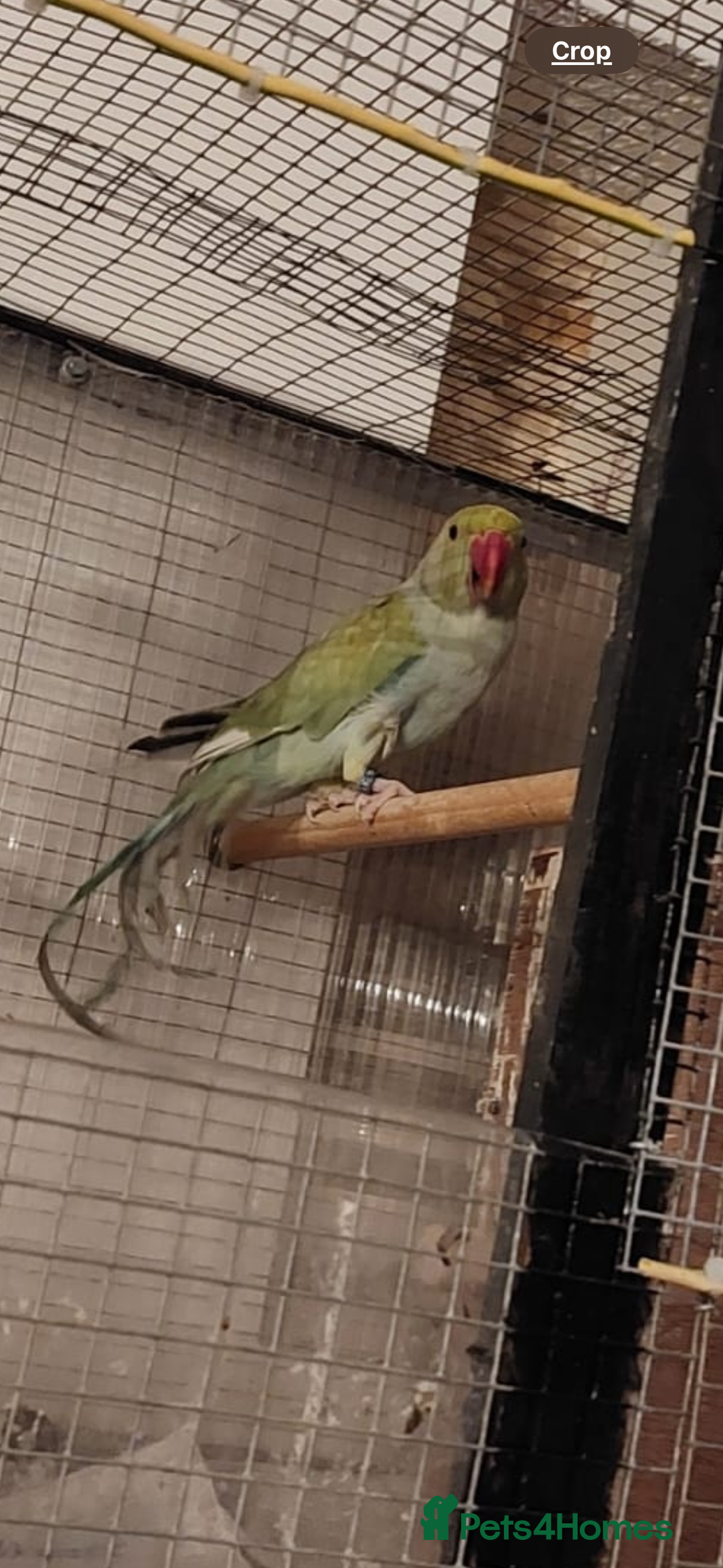 Parakeets birds for sale: Green Alexandrine parakeet male.  - Advert 3