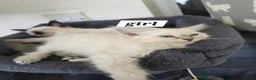 Snowshoe cats for sale: Beautiful snowshoe mixed Norwegian forest  - Advert 5