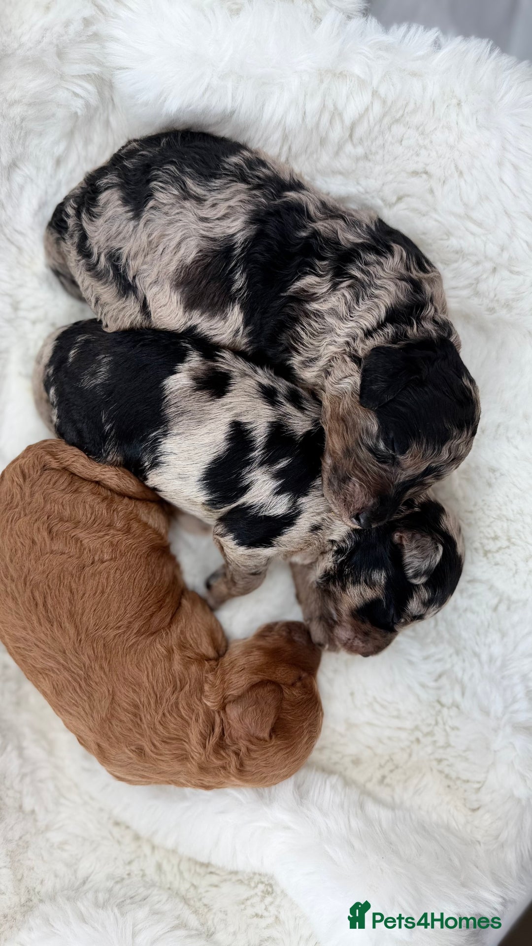 Cockapoo dogs for sale: Gorgeous F2 Cockapoo Puppies  - Advert 2