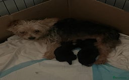 Yorkshire Terrier dogs for sale: 2 Yorkie pedigree boys  - Image 9