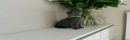 Scottish Fold cats for sale: Very Friendly Kittens, Pedigree Scottish Fold  - Advert 30