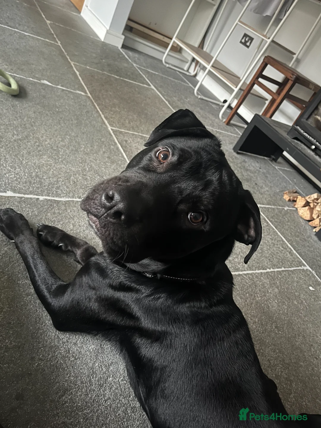 Mixed Breed dogs for sale: Buddy - A big softy with huge potential ❤️ - Advert 6