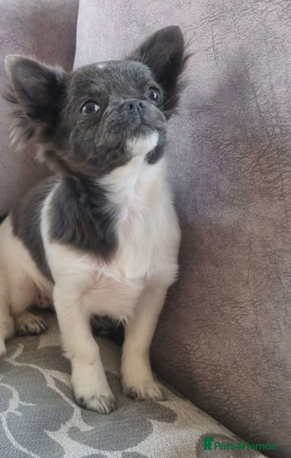 Chihuahua dogs Long hair chihuahua - Advert 4