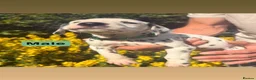 Dalmatian dogs for sale: Exceptional KC Dalmatian Puppies  - Advert 22