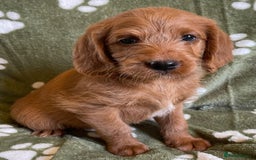 Labradoodle dogs for sale: Stunning deep red F1 labradoodles - Image 7