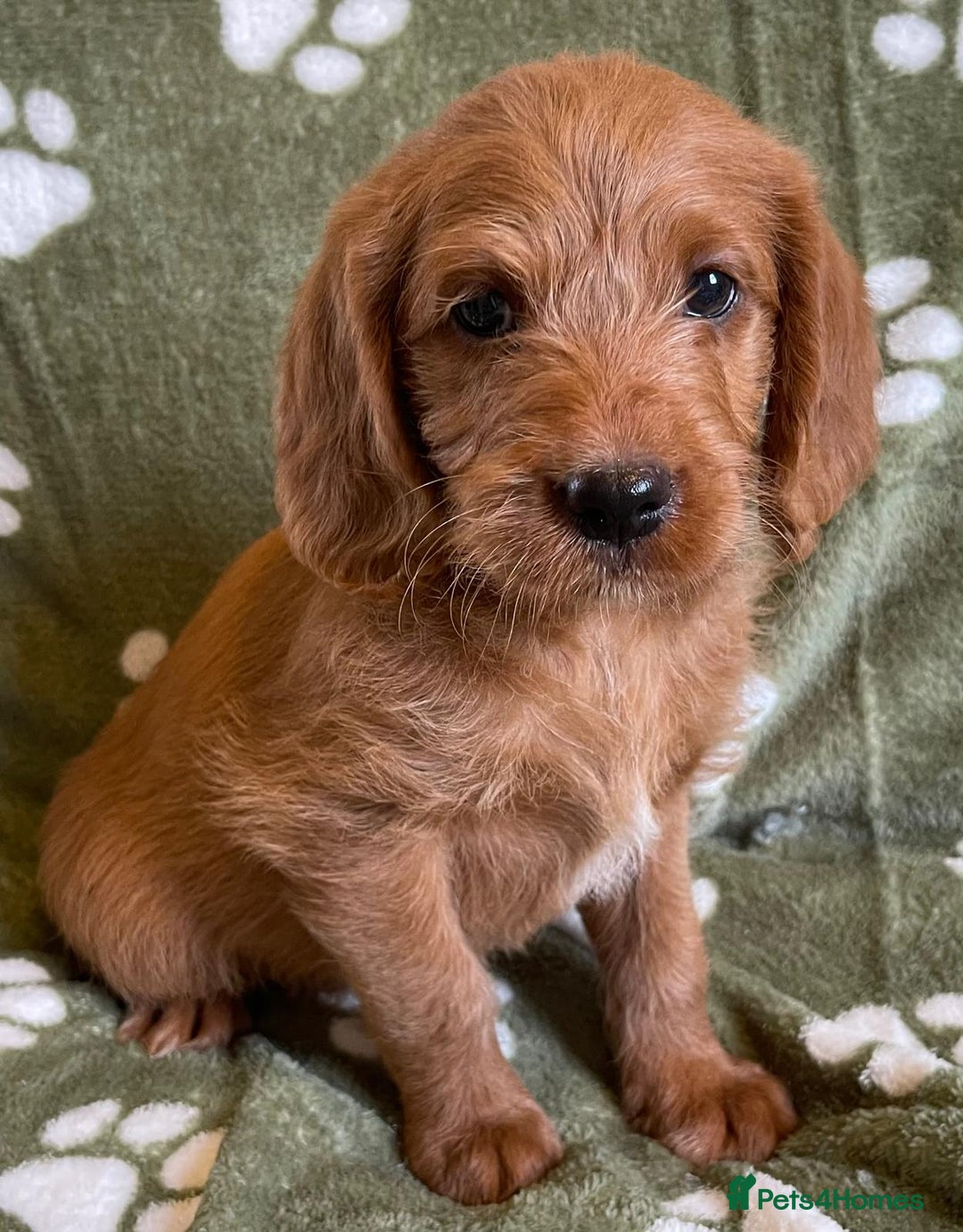 Labradoodle dogs for sale: Stunning deep red F1 labradoodles - Image 7