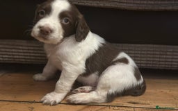 English Springer Spaniel dogs for sale: English working Springer Spaniel puppies for sale  - Image 3