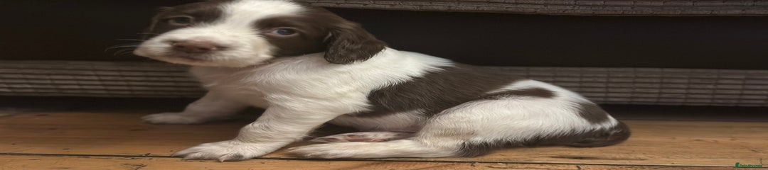 English Springer Spaniel Puppy 3