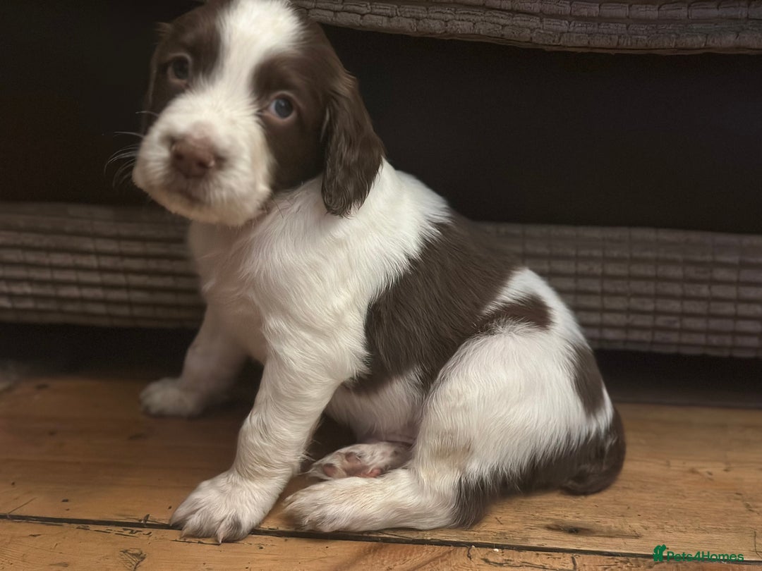 English Springer Spaniel dogs for sale: English working Springer Spaniel puppies for sale  - Image 3