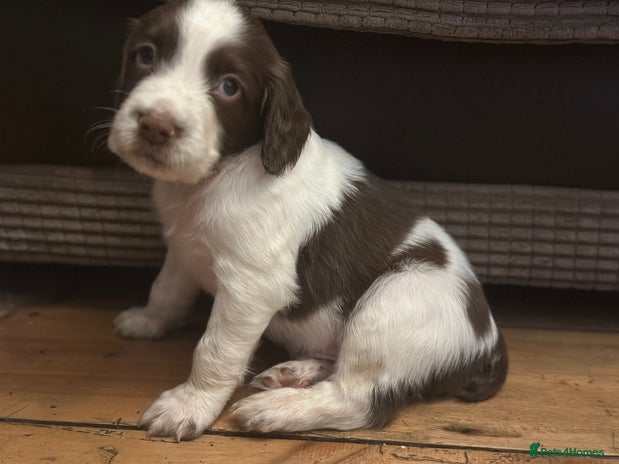 English Springer Spaniel dogs - Advert 4