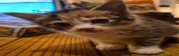 Mixed Breed cats for sale: Bengal x maincoon - Advert 14