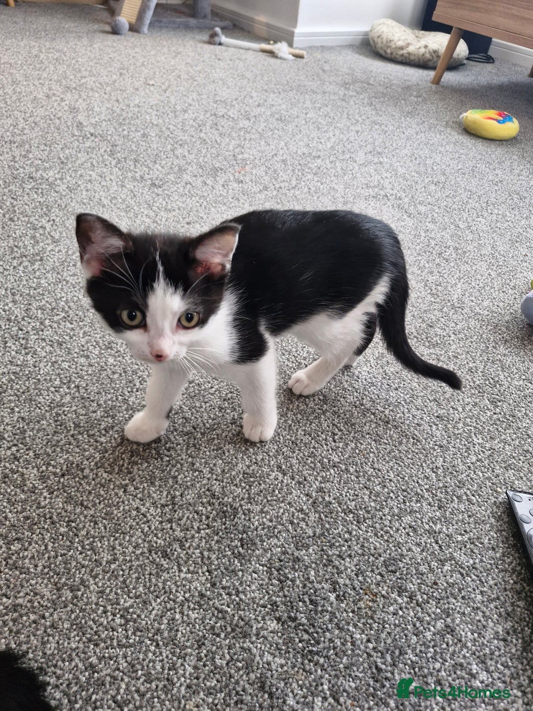 British Shorthair cats for sale: British Shorthair Mix Kittens - Image 3