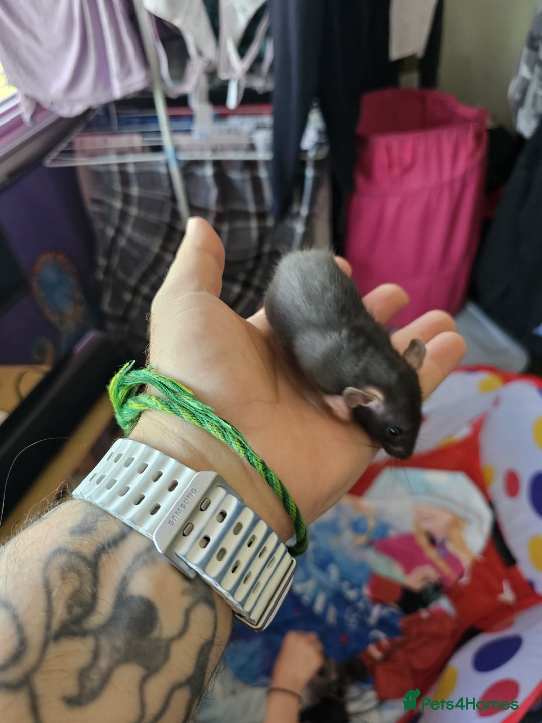 Rat rodents for sale: male and female rats for sale - Image 3