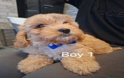 Cavapoo dogs for sale: Beautiful f1b Cavapoo puppies  - Image 4