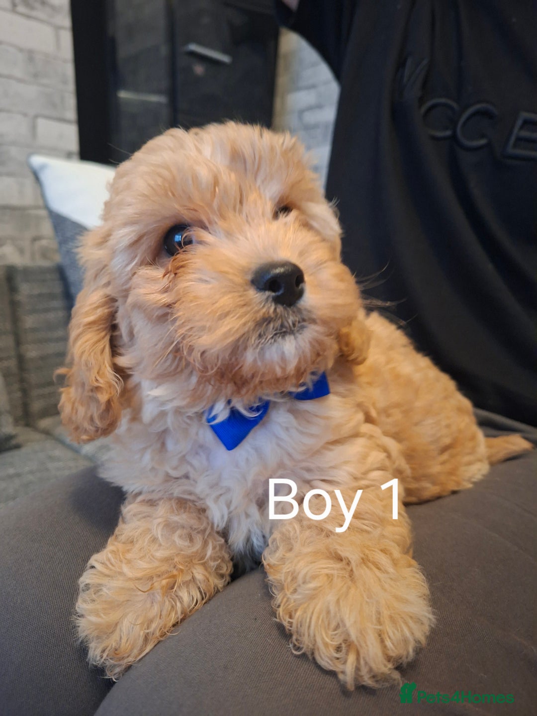 Cavapoo dogs for sale: Beautiful f1b Cavapoo puppies  - Image 4