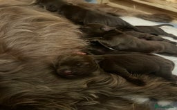 Mixed Breed dogs for sale: Patterdale terrier cross - Image 7