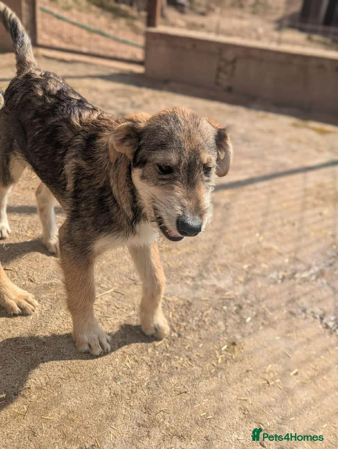 Mixed Breed dogs for adoption: Aspen  in March - Advert 5