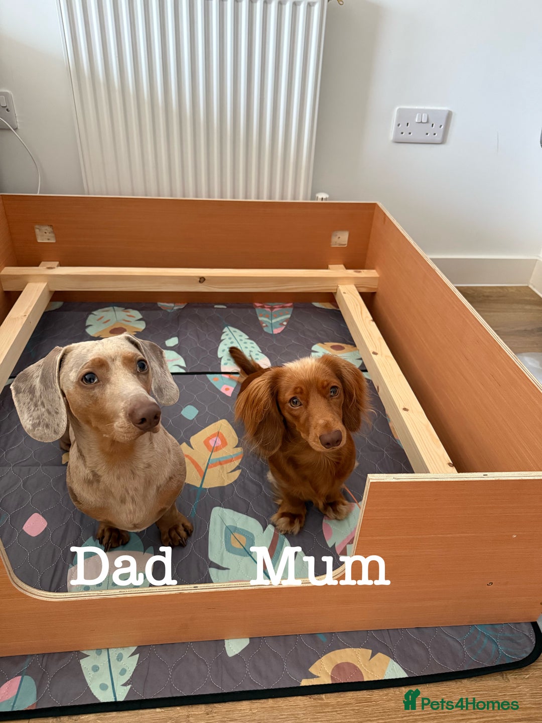 Dachshund dogs for sale: Miniature Dachshund Litter - Image 19