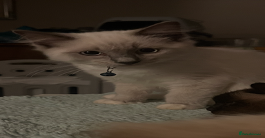 Ragdoll cats - Advert 3